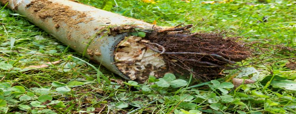 root intrusion in septic lines