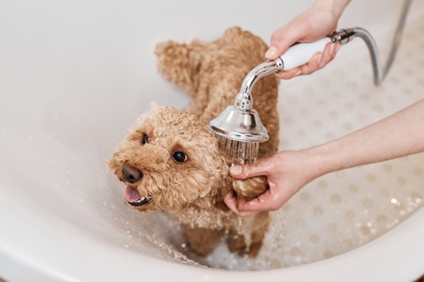 Cute Maltipoo Dog in Bath