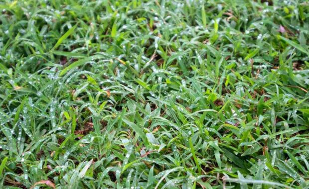 fresh green grass with morning dew drops