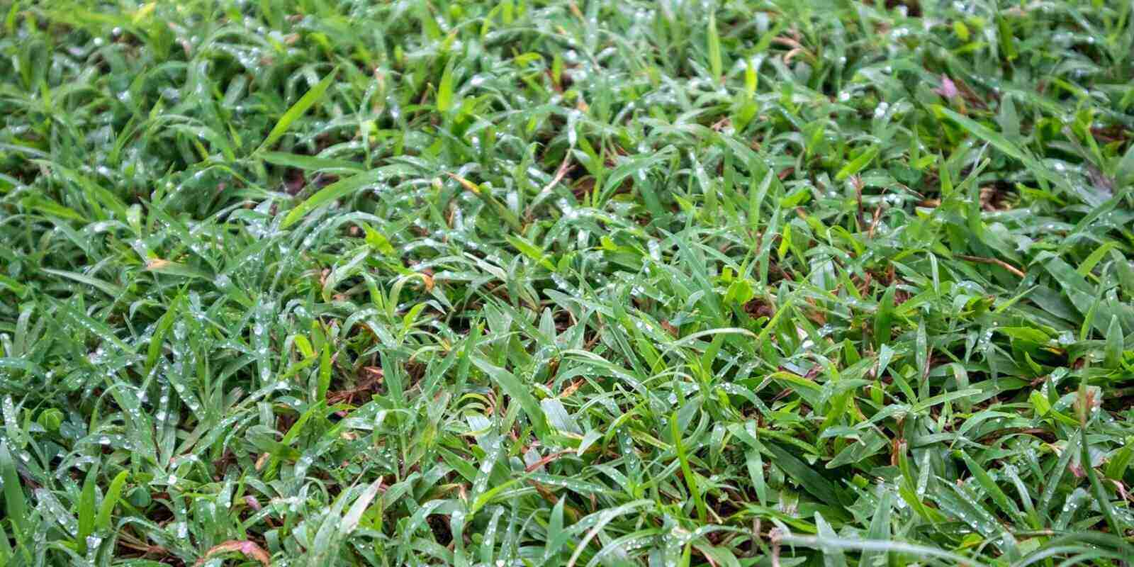fresh green grass with morning dew drops